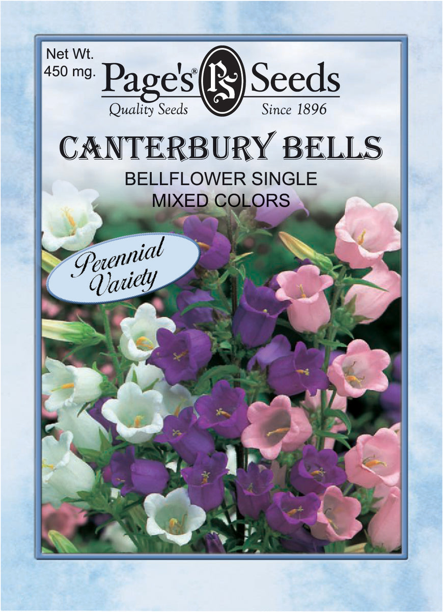 Bellflower - Canterbury Bells - Packet of Seeds – Green