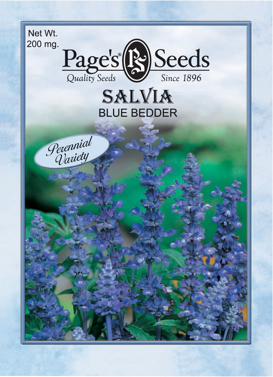 salvia plant seeds Salvia - Blue Bedder