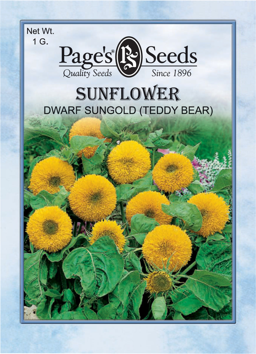 dwarf sunflower seeds to plant Sunflower - Dwarf Sungold (Teddy Bear)