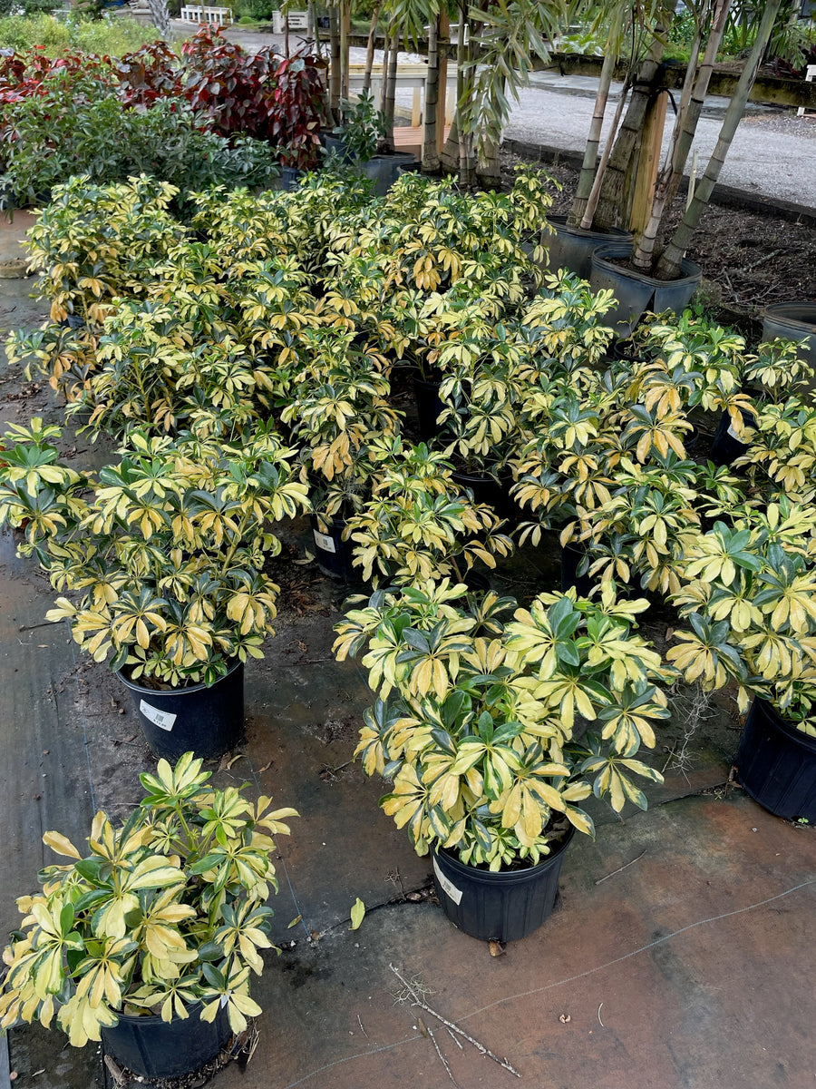 Variegated Arboricola – Green Thumb Nursery