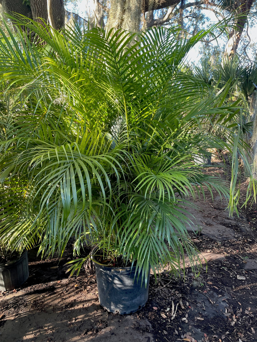 Areca Palm – Green Thumb Nursery