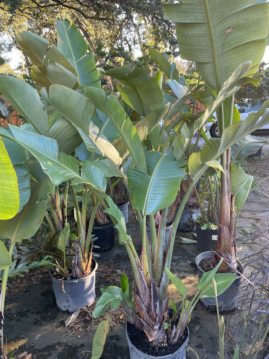 Bird of Paradise (White) – Green Thumb Nursery