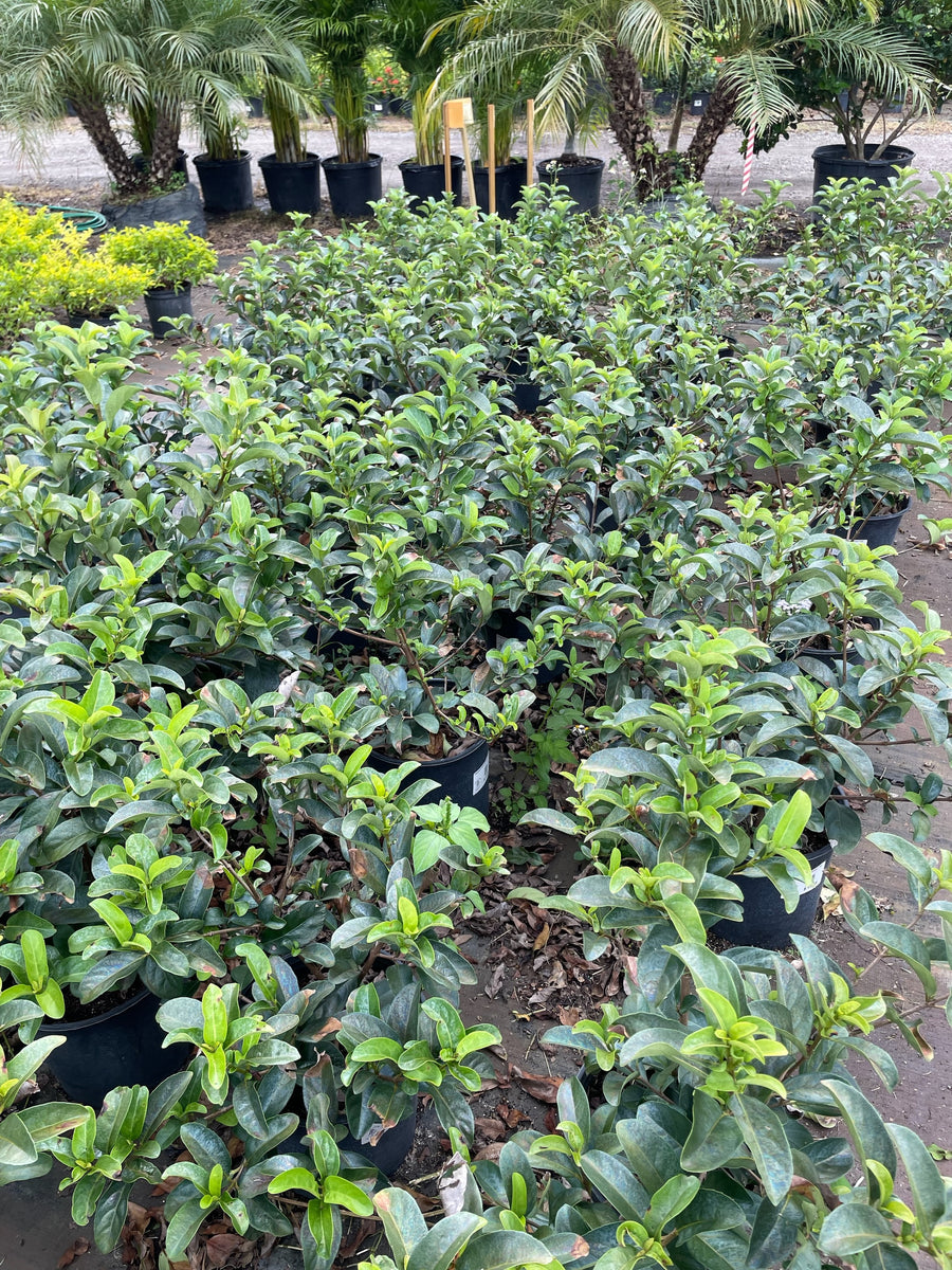 Viburnum Odoratissimum – Green Thumb Nursery