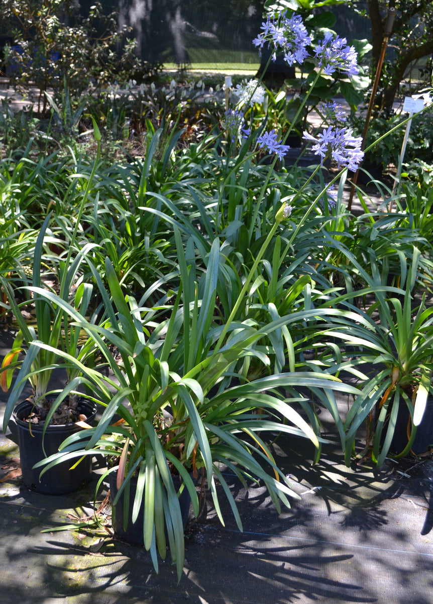 Agapanthus – Green Thumb Nursery