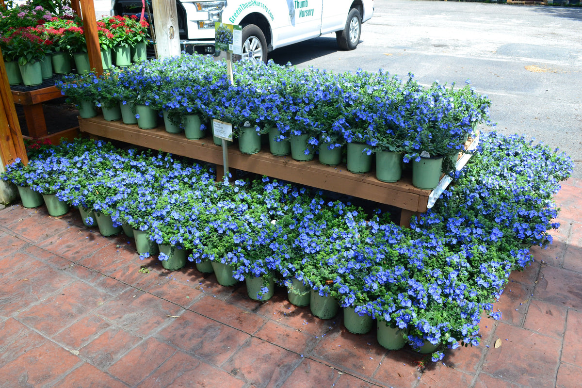 blue my mind plant fertilizer Blue My Mind (Dwarf Morning Glory)