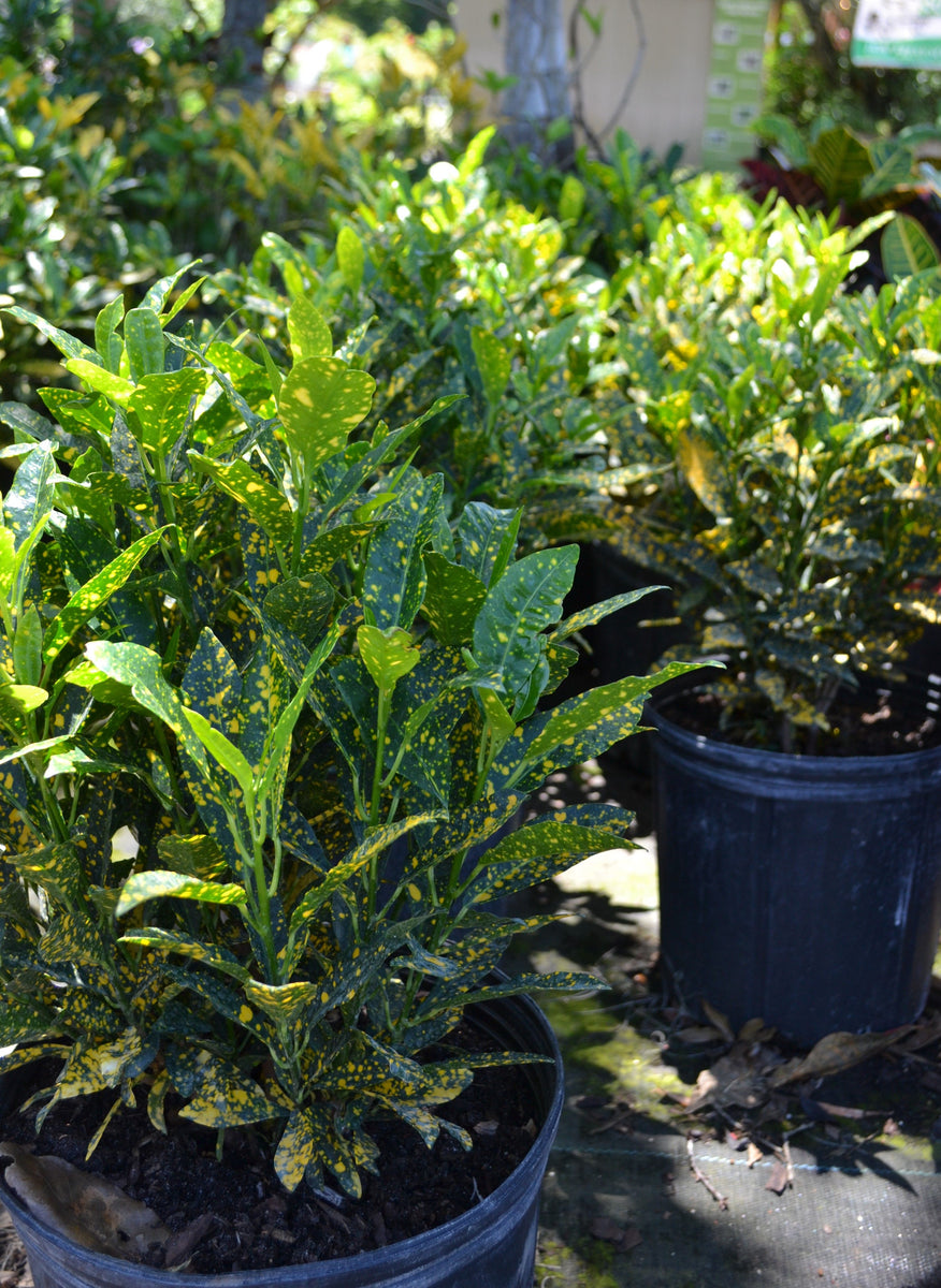 Croton