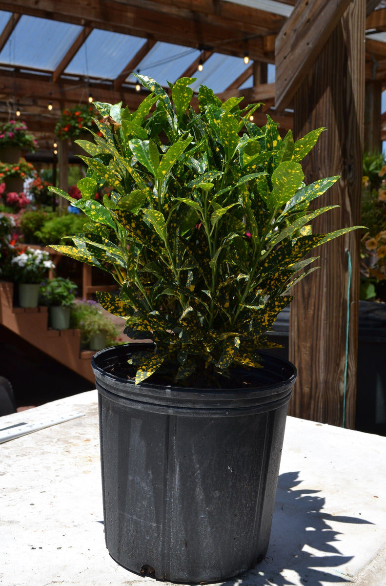 house plant shop croton 'gold dust Croton