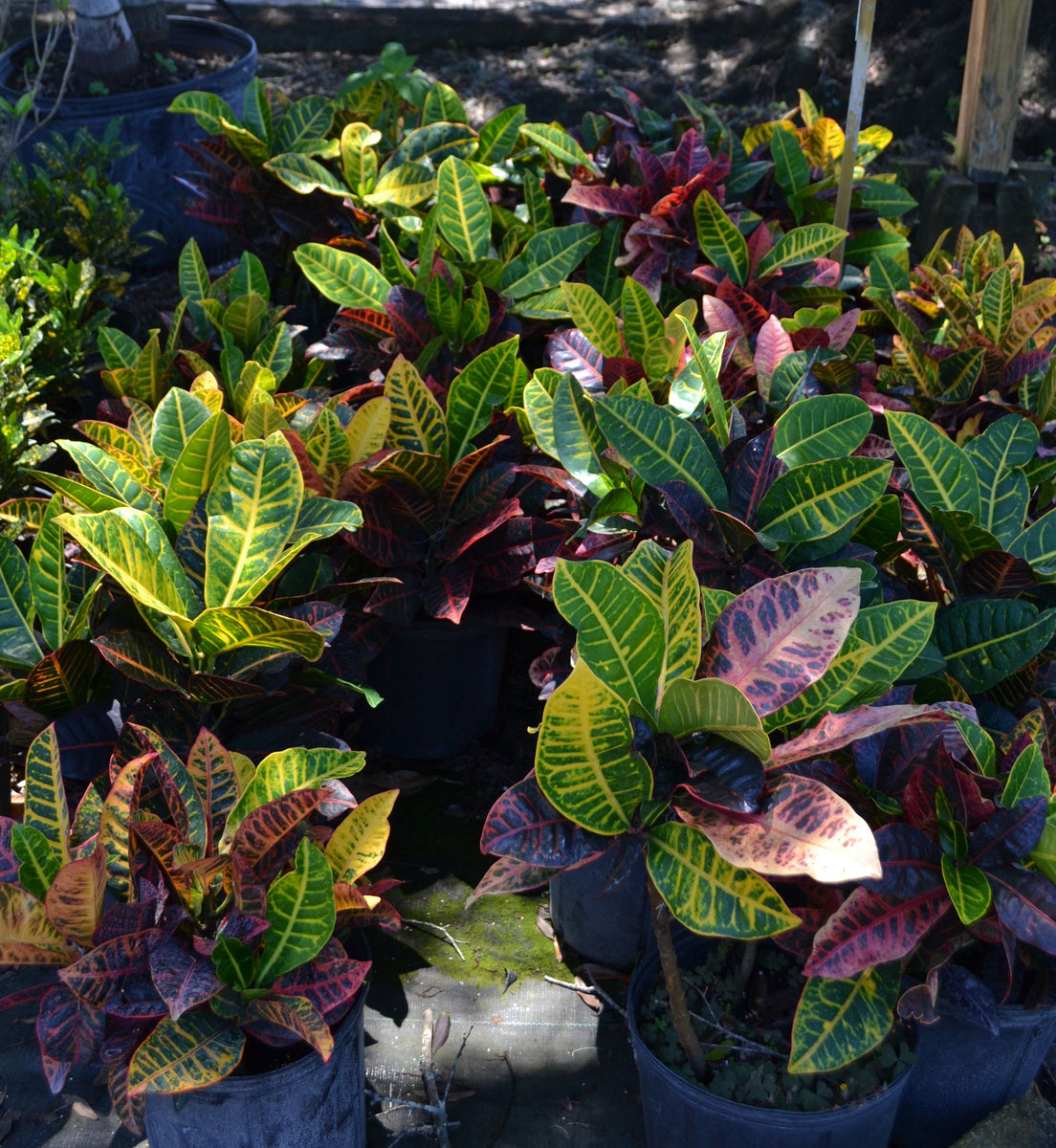 Croton - Petra – Green Thumb Nursery