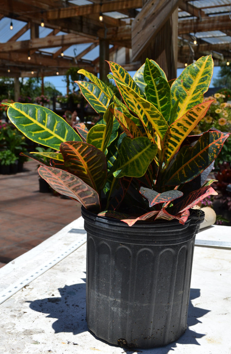 Croton - Petra – Green Thumb Nursery