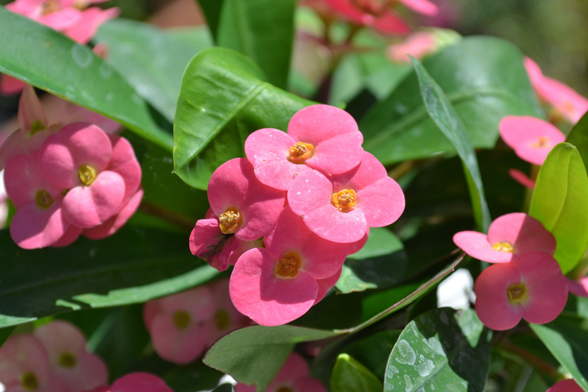 Crown of Thorns (pink) – Green Thumb Nursery