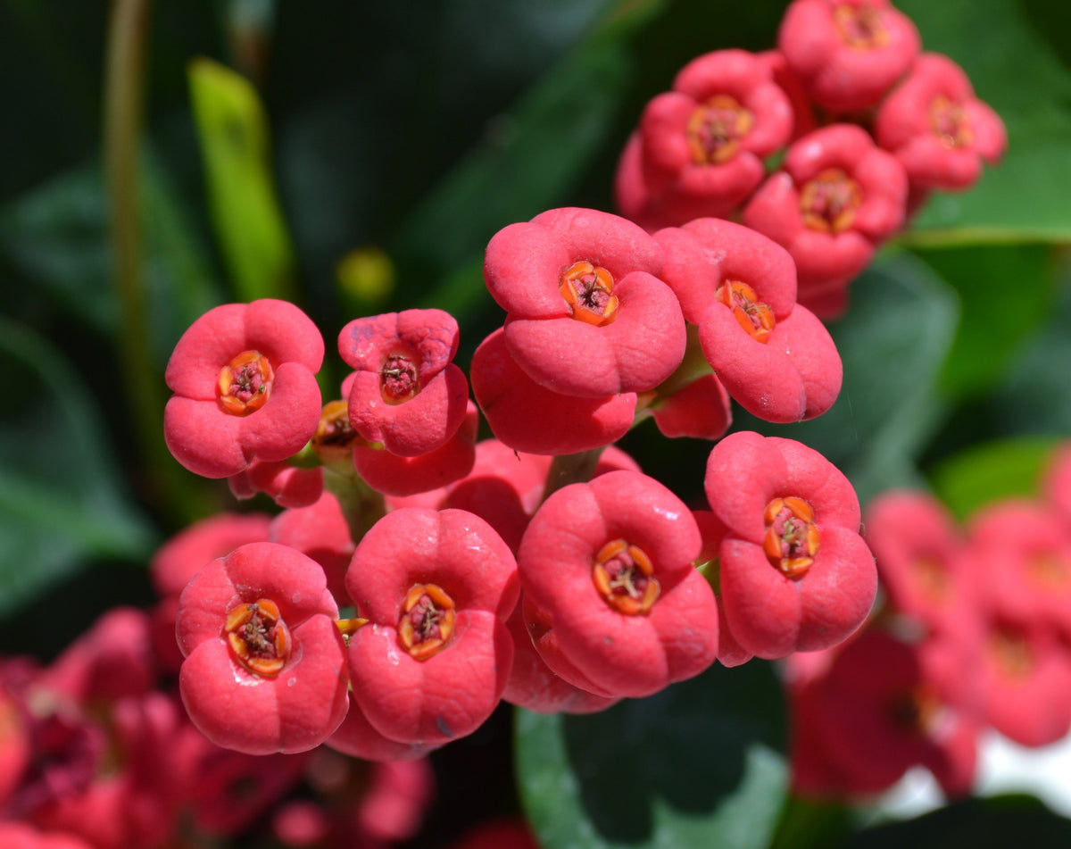 fertilizer for crown of thorns plant Crown of Thorns (red) – Green Thumb Nursery
