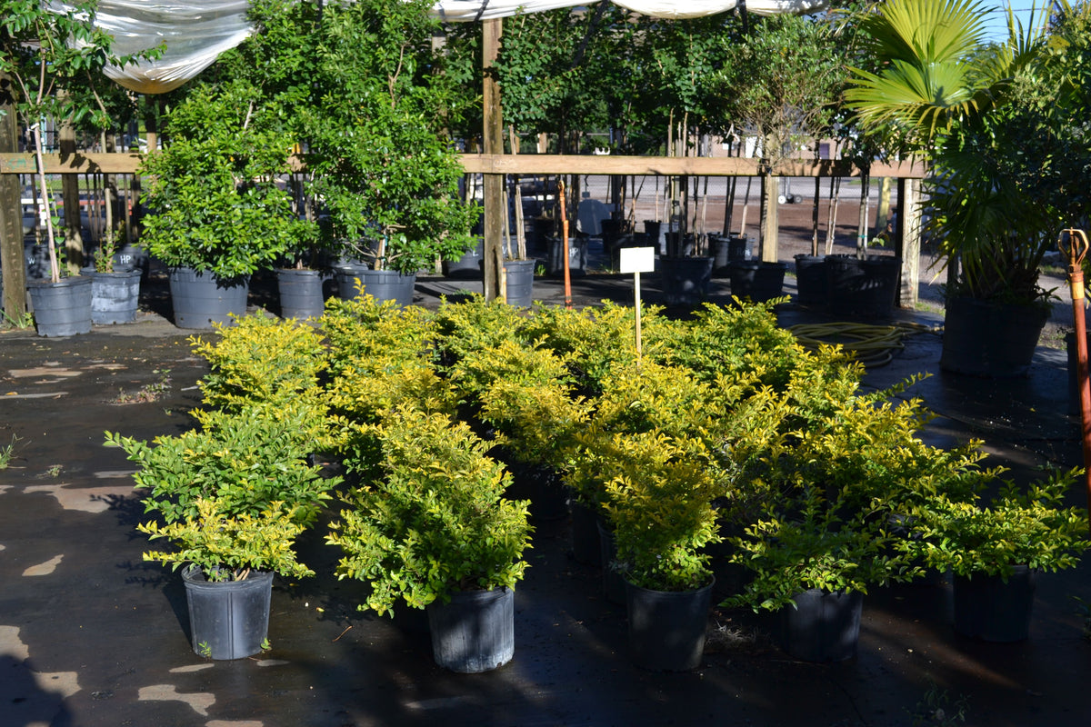 Gold Mound Duranta – Green Thumb Nursery