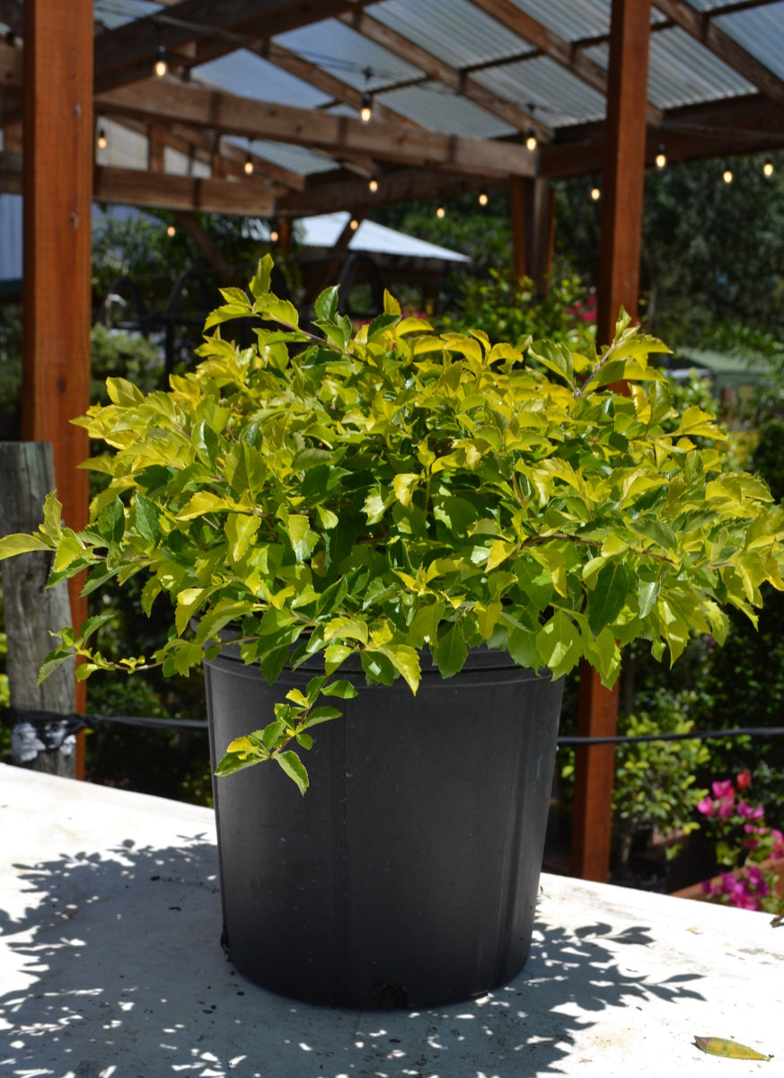 GoldMoundDurantaSingleShot_120