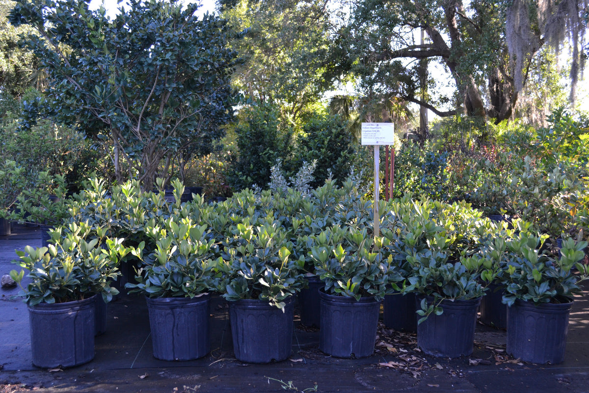 Indian Hawthorne – Green Thumb Nursery