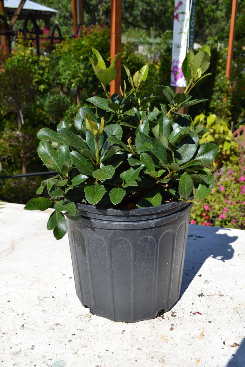 Indian Hawthorne – Green Thumb Nursery