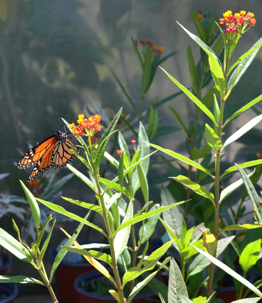 Milkweed – Green Thumb Nursery