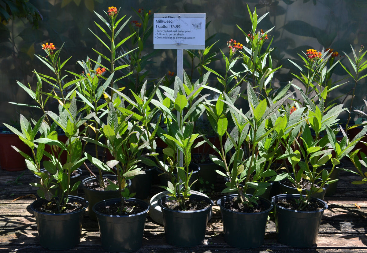 potted milkweed plants for sale Milkweed