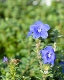 Blue My Mind (Dwarf Morning Glory)