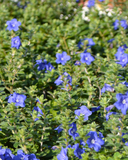 Blue My Mind (Dwarf Morning Glory)