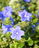 Blue My Mind (Dwarf Morning Glory)