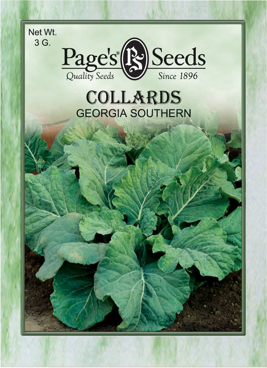 Collards - Georgia Southern - Packet of Seeds (3 g.) – Green Thumb Nursery