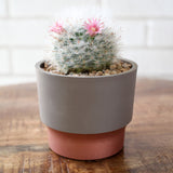 Sprite Succulent Pot - Vanilla Bisque