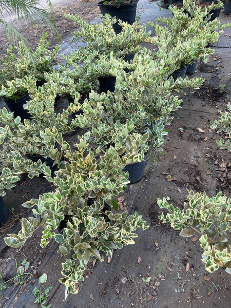 Texas Ligustrum  Green Thumb Nursery