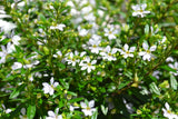 Cuphea Flora Glory (white)
