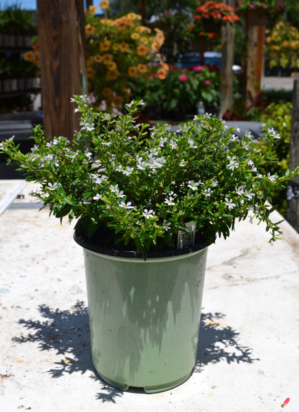 CupheaFloraGlorySingleShotWhit