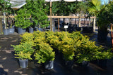Gold Mound Duranta